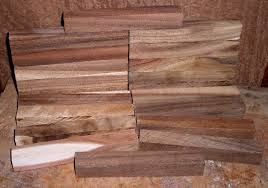 Image result for shittah tree pictures
