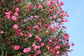 Oleander isn't alone in toxic nature. Oleander Pflanzen Tipps Zu Standort Wasserbedarf Dunger
