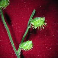 Image result for Pseudechinolaena polystachya