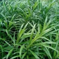 Sayangnya banyak orang yang salah membedakan mana daun suji dan mana yang daun pandan. Pohon Suji Bibit Tanaman Daun Suji Pewarna Alami Makanan Dan Kue Shopee Indonesia