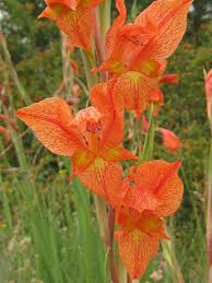 Image result for Gladiolus dalenii