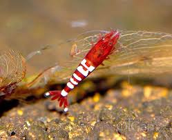 Crustacea Crustaceo Eucarida Ordem Decapoda Crustacea Crustacean Eucarida Order Decapoda Aquarium Fish Shrimp Tank Betta Fish Types