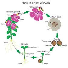 Flowers that start with cy. Flowering Plants Life Cycle Lovetoknow