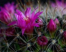 Blooming cactus at arizona botanical garden cactus, blooming, pink, flower. Download Wallpaper 1280x1024 Cactus Flower Thorn Close Up Standard 5 4 Hd Background