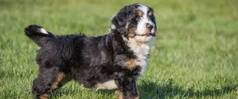 See more of bernese and mini bernedoodle puppies of indiana on facebook. Mini Bernedoodles In Indiana