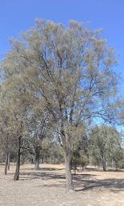 Image result for Allophylus tanzaniensis