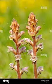 Image result for Orobanche minor