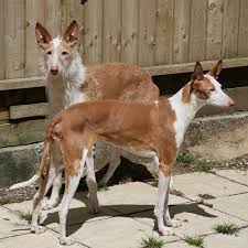 Vip puppies works with responsible ibizan hound breeders across the usa. Afilador Ibizan Hounds Posts Facebook