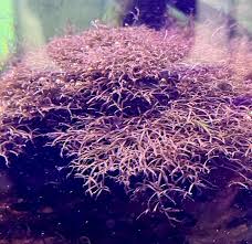 Image result for Polystachya caloglossa