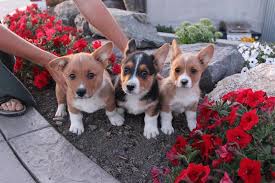 Check out our super cute merch. Corgi Puppies Rustic Barn Kennels