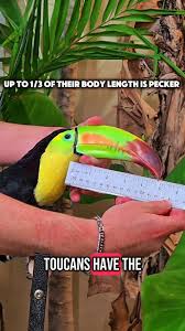 Comment your favorite pecker , ., #animals #catsofinstagram #birds #pet  #toucan #reptiles #funnyanimals #funny #cats #parrot #meme #brainrot #cute
