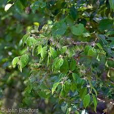 Image result for Eugenia aschersoniana