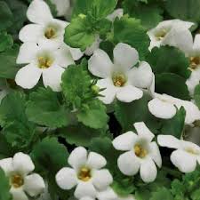 Image result for Bacopa