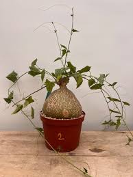 Image result for Gerrardanthus lobatus