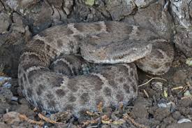 Image result for Macrotyloma rupestre × densiflo