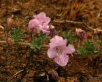 Image result for Dicerocaryum forbesii