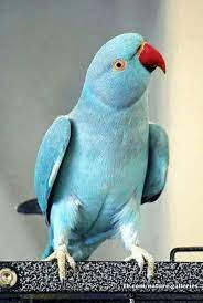 These feisty birds are the smallest species of true parrot, yet they pack a lot of personality into their tiny bodies. 31 Blue Ring Neck Ideas Pet Birds Parrot Beautiful Birds