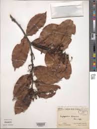 Image result for Scytopetalum pierreanum