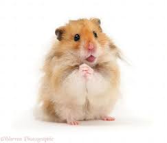 Resultado de imagen para hamster