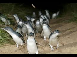 Phillip island, penguin parade and moonlit sanctuary conservation park from melbourne. Penguin Express Tour With Penguins Plus Premium Viewing Gray Line