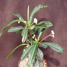 Image result for Euphorbia ramulosa