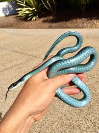 This Woman Posed In A Photo With A Baby Snake It Turns Out It Was An Eastern Brown Abc News