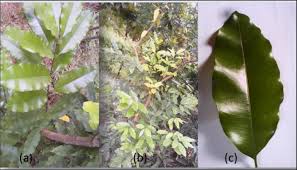 Image result for Pleiocarpa