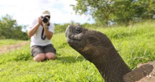 Veja o que vai rolar na última semana da novela. Pflanzen Auf Galapagos Galapagos Ecuador Reisen Informationsportal
