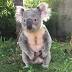 Koala dies at Columbus Zoo