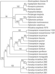 Image result for Crossopetalum mossambicense