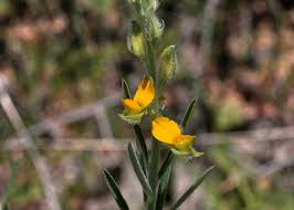 Image result for Crotalaria brevidens