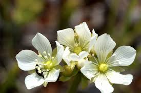 Huge collection, amazing choice, 100+ million high quality, affordable rf and rm images. Venus Flytrap San Diego Zoo Animals Plants