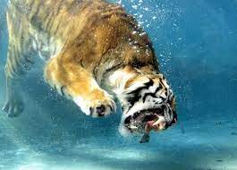 Tiger Underwater By Thewallbreakers Com Animals Animals Beautiful Underwater Pictures