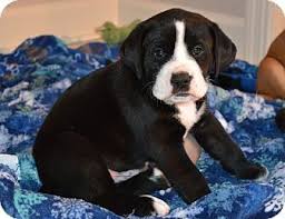 With point2, you can easily browse through knoxville, tn apartments for sale and quickly get a general perspective on the real estate prices, including any drops that have happened during the past 6 months. Knoxville Tn Labrador Retriever Boxer Mix Meet Hugo A Puppy For Adoption Puppy Adoption Labrador Retriever Pet Adoption