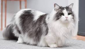 Hewan karnivora satu ini memang dianggap sebagai salah satu hewan yang harus diperlakukan dengan baik oleh banyak penduduk di wilayah indonesia. Harga Kucing Munchkin Terbaru Semua Jenis Republik Seo