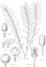 Image result for Phyllanthus udoricola