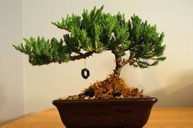 A tropical tree will be shaped to demonstrate techniques and care. Bonsai Tree With Tire Swing Having One Of These And Keeping It Alive Is On My Bucket List Bonsai Tree Tire Swing Bonsai