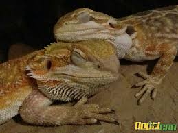 Sleeping Bearded Dragons Bearded Dragon Bearded Dragon Cute Bearded Dragon Care