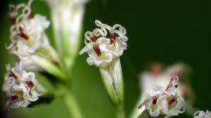 Image result for Mikania sagittifera