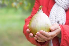 White onion, red onion, yellow onion: How To Grow Big Onions Proven Tips