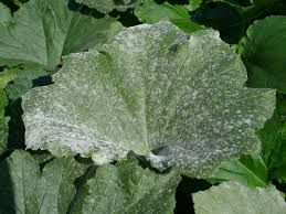 Check spelling or type a new query. What S That White Stuff On My Zucchini Blossoms Blueprints