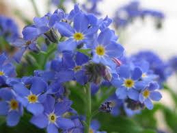 Maybe you would like to learn more about one of these? Myosotis Sylvatica Wikipedia
