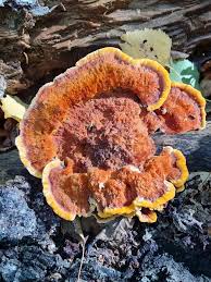 Image result for Pycnoporellus alboluteus
