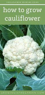How To Successfully Grow Cauliflower Growing In The Garden Growing Cauliflower Cauliflower Growing Vegetables
