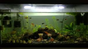 Xianlong chow 1.184 views1 year ago. Fish Aquarium Enthusiast Come In