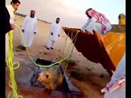 The 50 or so camels casually went about their business, showing little interest in us, until bader began to summon. Camel In Saudi Arabia Youtube