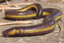 Black And Yellow Striped Millipede Yellow Striped Caecilian Lamprey Yellow Stripes Amphibians