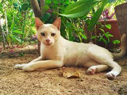 Maus have been clocked running more than 48 km/h (30 mph). 9 Sides To An Arabian Mau Little River Mango