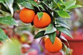 Trees of texas is a large wholesale tree farm, growing consistent high quality trees since 1981. Fruit Trees 101 Plants For All Seasons Since 1973