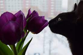 https://encrypted-tbn0.gstatic.com/images?q=tbn:ANd9GcS0BAflzRMLbw79ODx_Oto0-V8vexNrpnOZoH62_nmC8432SesvsaaXsqhRY-3vwOo0zfw&usqp=CAU